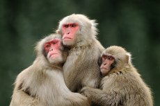 猴子图片 猴子姿势图片打包下载