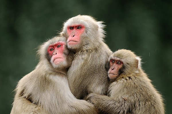 猴子图片 猴子姿势图片打包下载